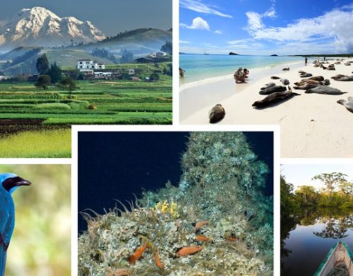 Brand new Galápagos book launch and discovery of unknown coral reef