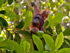 In Honor of World Endangered Species Day on May 19, Here Are 10 Amazing Creatures You Can See with Natural Habitat Adventures