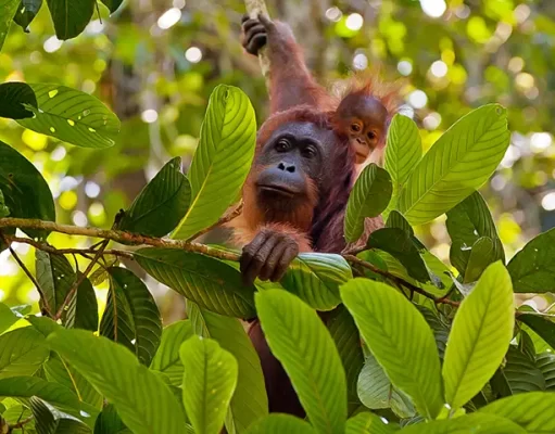 In Honor of World Endangered Species Day on May 19, Here Are 10 Amazing Creatures You Can See with Natural Habitat Adventures