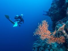 Explore the Remote Depths of the South Pacific for World Ocean’s Day (June 8) l Wakaya Club & Spa’s Exclusive Diving Sites