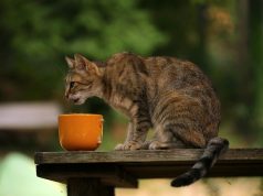 How to Choose the Best Food for Your Cat