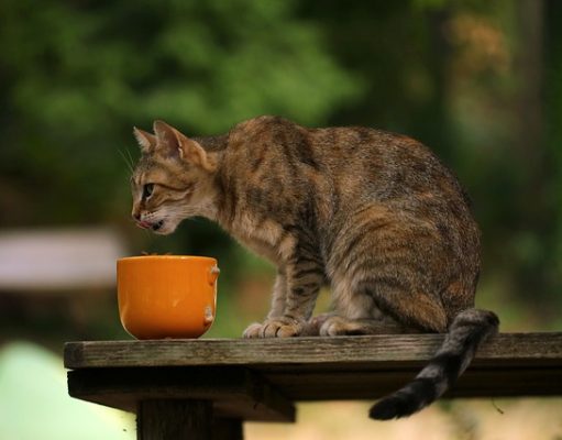 How to Choose the Best Food for Your Cat