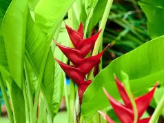 Unveiling Martinique: The “Island of Flowers”