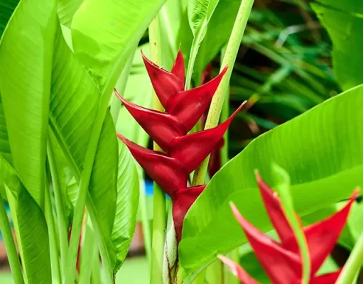 Unveiling Martinique: The “Island of Flowers”