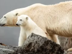 Win A Life-Changing Arctic Experience With Aurora Expeditions