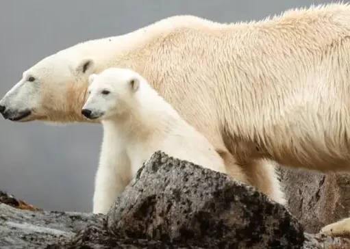 Win A Life-Changing Arctic Experience With Aurora Expeditions