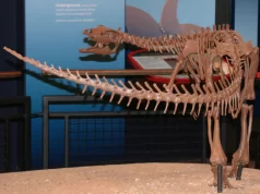 Family-Friendly Activities: Fun Things To Do in Roscoe, IL with Kids