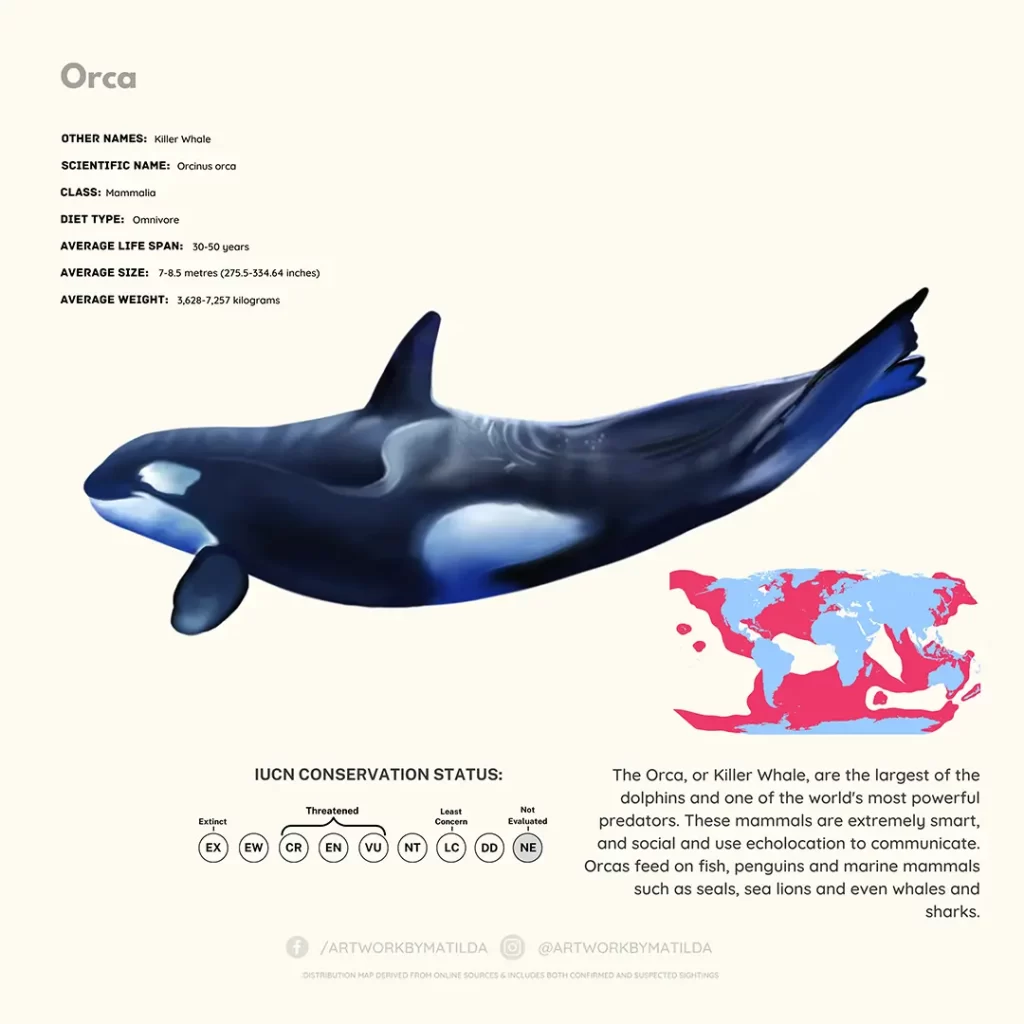 A Quest To Find One Of The World’s Most Unique Orca Pods Jarastyle travel