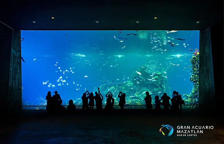 The Great Mazatlán “Mar de Cortés” Aquarium Jarastyle travel