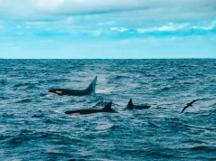 The Road To Bremer Bay: A Quest To Find One Of The World’s Most Unique Orca Pods