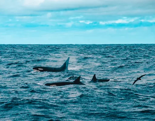 The Road To Bremer Bay: A Quest To Find One Of The World’s Most Unique Orca Pods