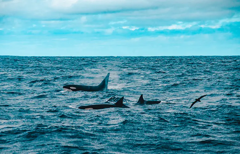 A Quest To Find One Of The World’s Most Unique Orca Pods Jarastyle travel