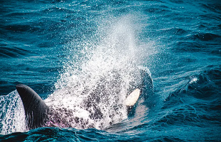 A Quest To Find One Of The World’s Most Unique Orca Pods Jarastyle travel