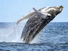 Monterey Bay Whale Watching Hotel Packages