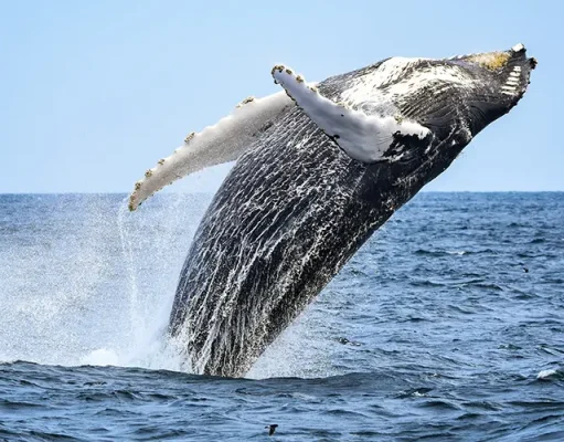 Whale Watching in Baja California Sur