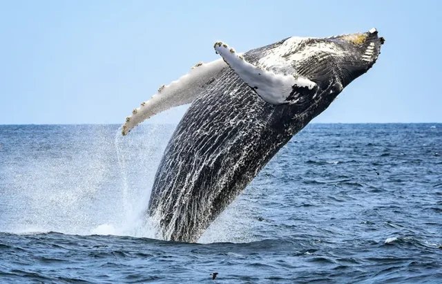 Whale Watching in Baja California Sur Jarastyle travel