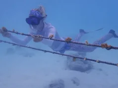 Marine conservation at The Nautilus, Maldives