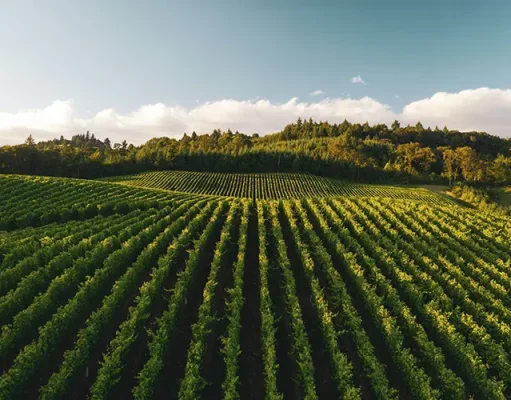 Best Pinot Noir Regions In The World