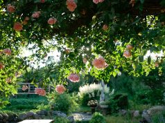 Why A Garden is the Ultimate Airbnb Feature