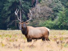 California State Parks: An A to Z Guide