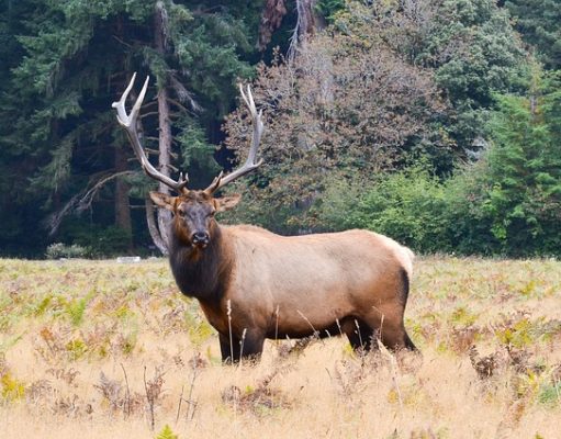 California State Parks: An A to Z Guide