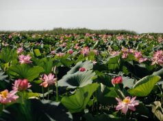 Exploring the Enchanted Seascape: Caspian Lotus Flowers Beckon