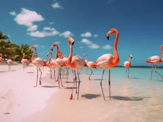 The Hottest Vacation Destination You Haven’t Heard of…Yet Flamingos standing on a beach in Bonaire