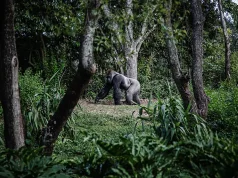 4 Best Countries for Gorilla Trekking in Africa Gorilla Trekking in Africa