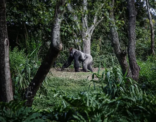 4 Best Countries for Gorilla Trekking in Africa Gorilla Trekking in Africa