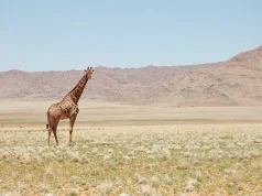 Essential Tips For All The Safari Enthusiasts