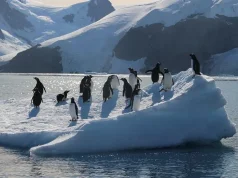 12 Cooler, Colorful, Less-Crowded Adventures for Fall penguins standing on an iceberg