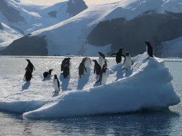 penguins standing on an iceberg