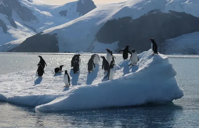 penguins standing on an iceberg