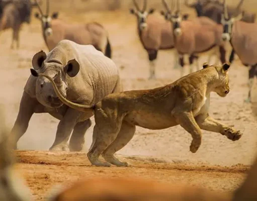 Wilderness Travel Shines Spotlight on Namibia’s Remarkable Commitment to Conservation