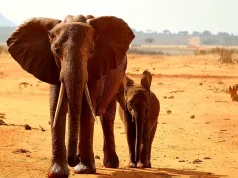 Five Remote and Ethical Safari Destinations Where You Won’t Harm The Wildlife