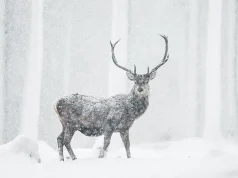 Honoring the World’s Wildlife Through Conservation-Based Travel