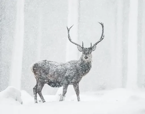 Honoring the World’s Wildlife Through Conservation-Based Travel