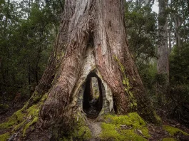 hollowed tree in Mount Field National Park, Tasmania, Australia
