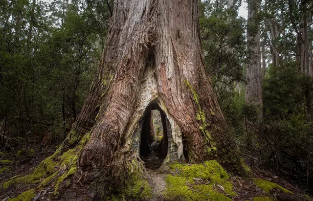 hollowed tree in Mount Field National Park, Tasmania, Australia