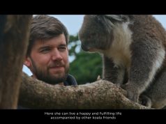 Turkish Cargo relocates koala Yani to her new home
