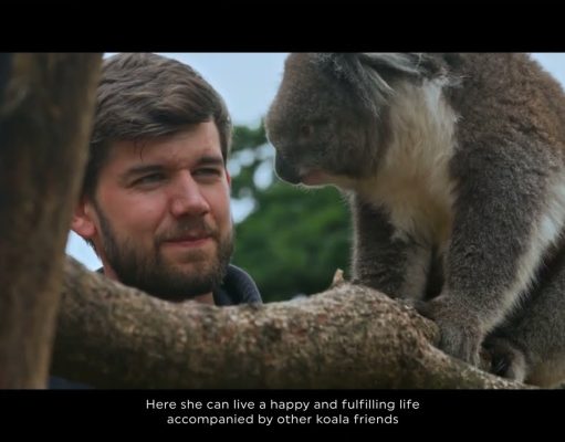 Turkish Cargo relocates koala Yani to her new home
