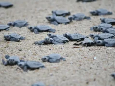Pueblo Bonito Resorts Celebrate 20 Years Of Sea Turtle Conservation hatchling sea turtles making their way to the ocean