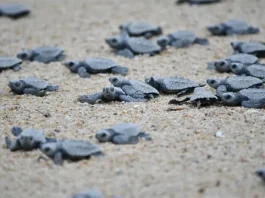 hatchling sea turtles making their way to the ocean