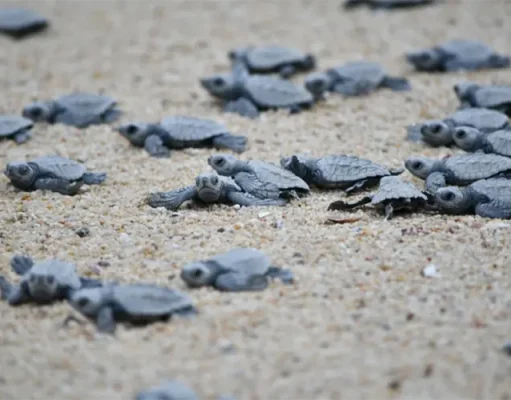 Pueblo Bonito Resorts Celebrate 20 Years Of Sea Turtle Conservation hatchling sea turtles making their way to the ocean