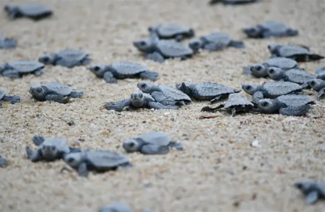 hatchling sea turtles making their way to the ocean