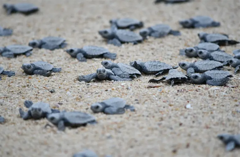 Pueblo Bonito Resorts Celebrate 20 Years Of Sea Turtle Conservation