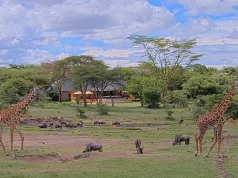 Mara Bushtops Launches Webcam to the Wild