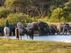 Discover the Ultimate Equestrian Adventure with African Horse Safaris