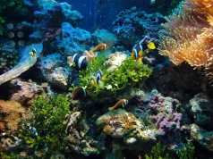 Dying Reefs: Where Coral Flourishes and Sombre Remnants Linger