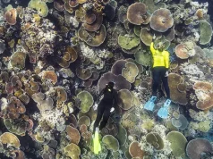 Christmas Reef Relief: T’is the season to marvel at Reef Resilience post Tropical Cyclone Jasper